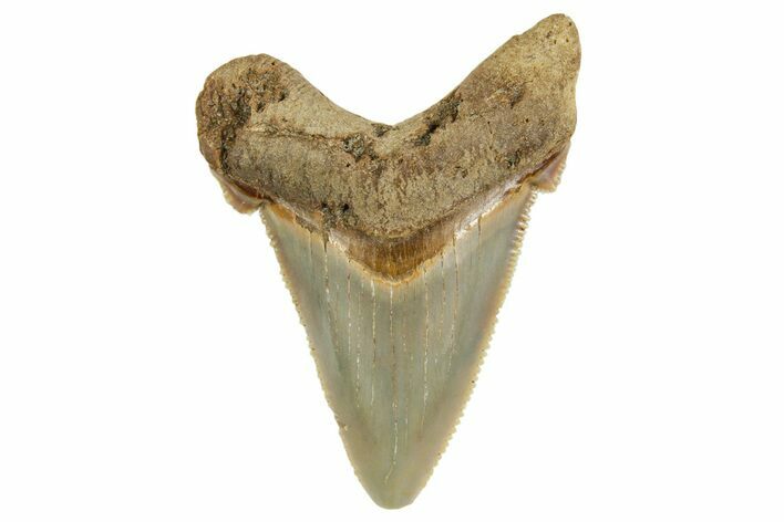 Serrated Angustidens Tooth - Megalodon Ancestor #368634